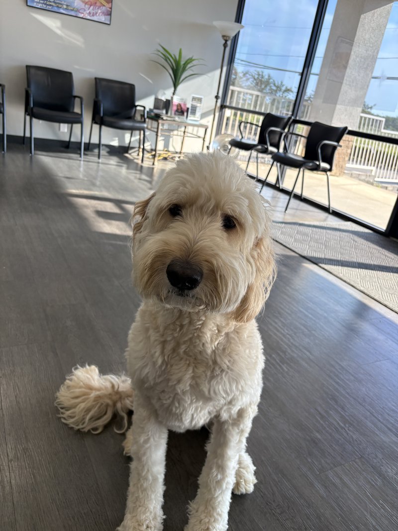 Dasher, the office dog, sitting in the Jennifer's Healthcare waiting room